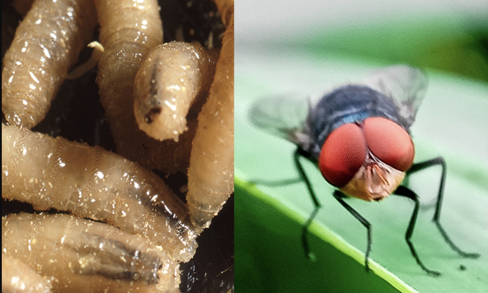 New World Screwworm and its adult Fly form New World Screwworm and its adult Fly form