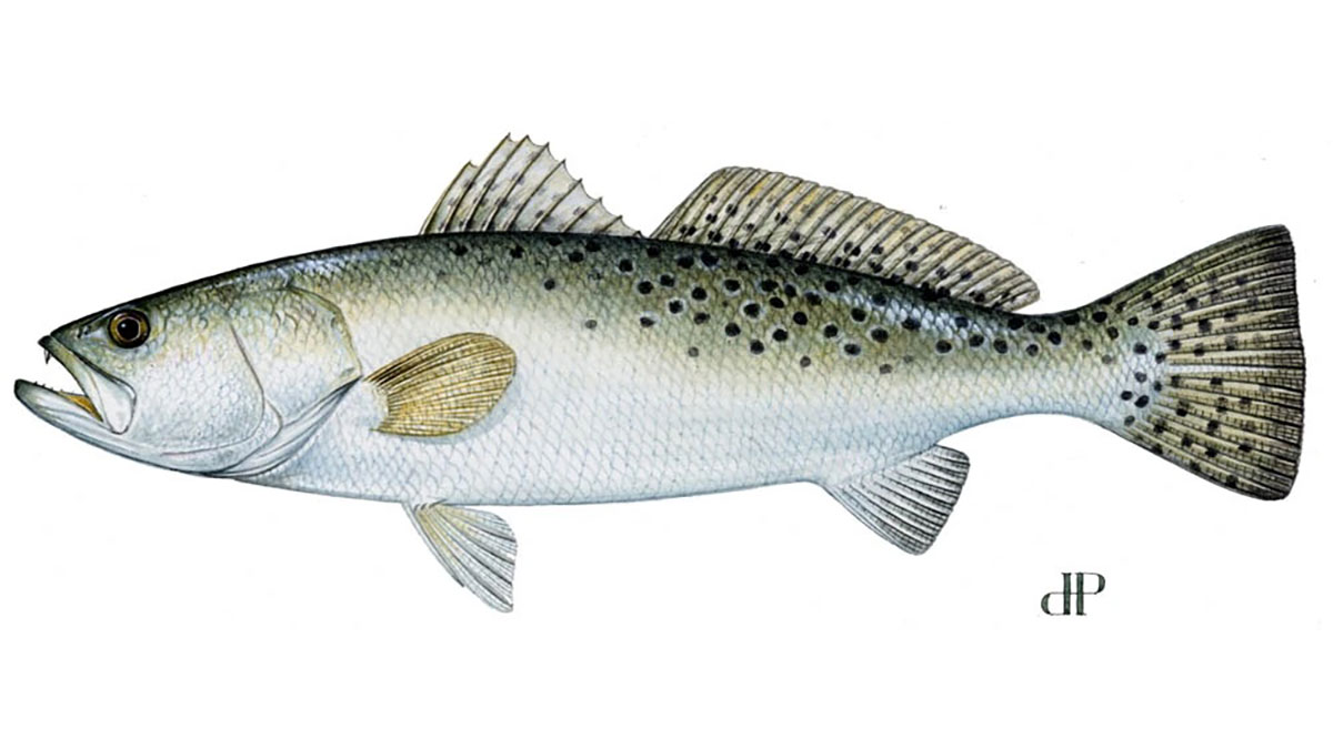‘Well, the trout will find a school of shad and eat so many of them they throw up, and that makes the water smooth on top.’ ‘Well, the trout will find a school of shad and eat so many of them they throw up, and that makes the water smooth on top.’