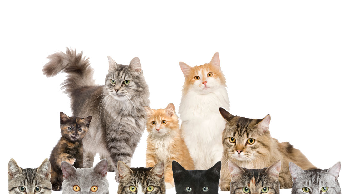 free-cat-adoptions-for-international-cat-day