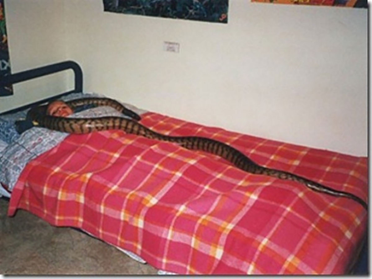 Что змея ночью обнаружит на более удаленном. Змея заползла в кровать. Змеи спят. Кровать со змеями.