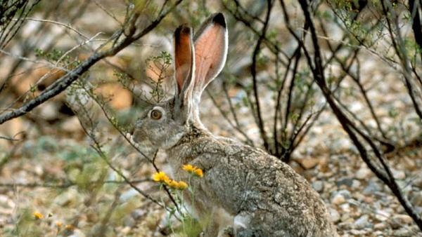 Horrible Disease Killing Rabbits in Texas