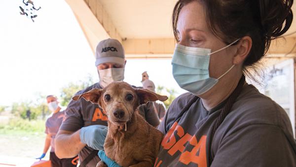 ASPCA Removes 40 Dogs from Overcrowded Home Near San Angelo 