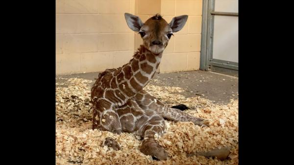 Abilene Zoo Welcomes 3rd Baby Giraffe In A Month