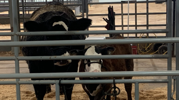 Breeding Cows Moooove Into San Angelo Live Stock Barns