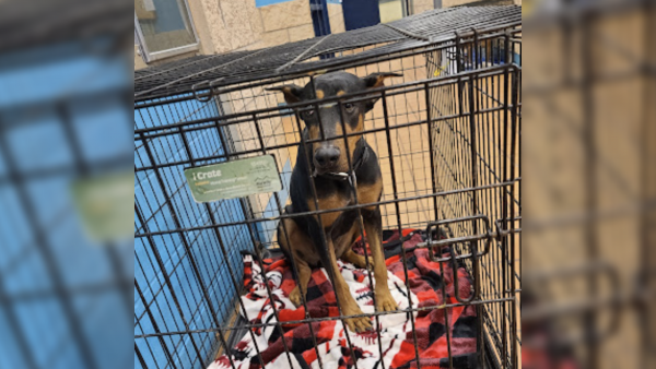 San Angelo Animal Shelter Reaches Dangerous Capacity