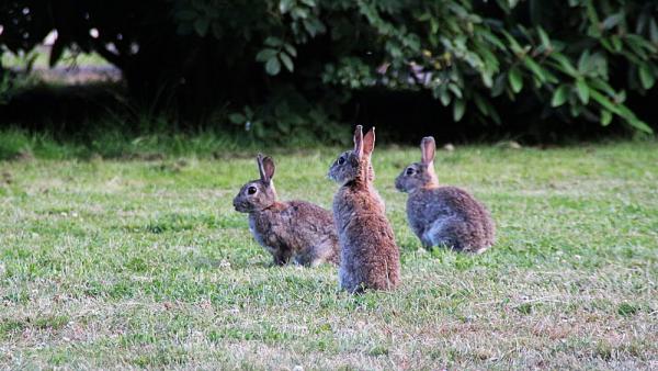 Fatal Highly Contagious Rabbit Bleeding Disease Confirmed in West Texas