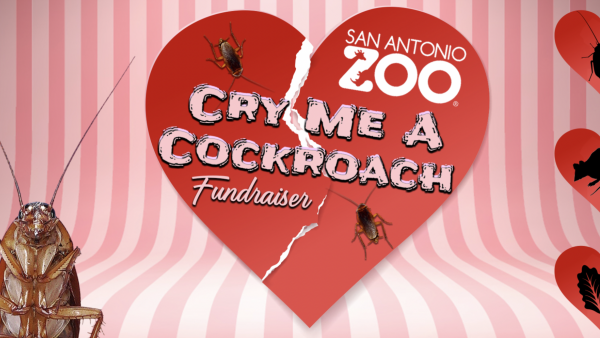 Think Your Ex Should be Fed to a Snake for Valentine's Day? The San Antonio Zoo Has an Idea...