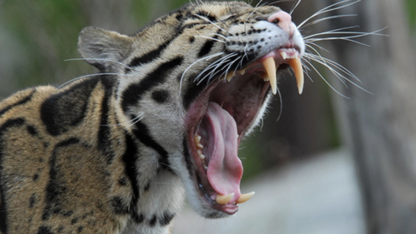 BREAKING: Leopard Escapes Habitat at the Dallas Zoo