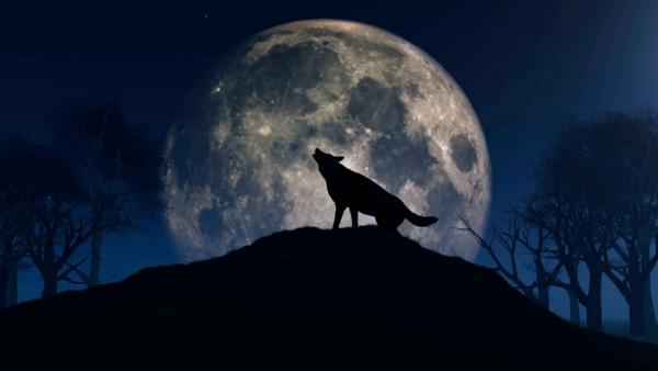 Full Wolf Moon Shines in the Sky Thursday
