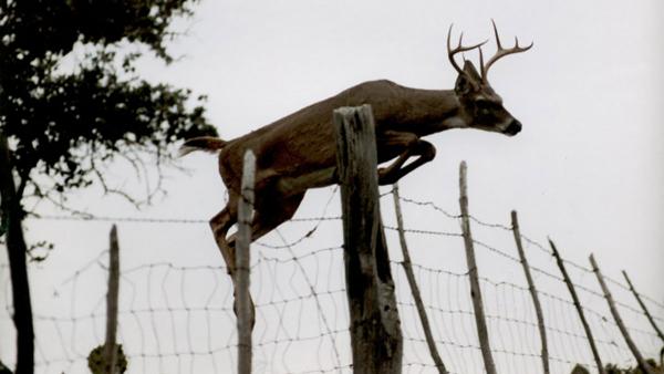 Biologists Predict Above Average Deer Season