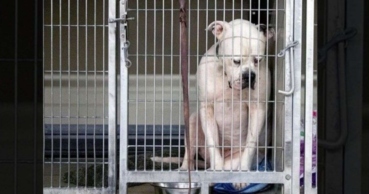 Humane Society Warns Pet Owners of Fireworks on New Year's Eve