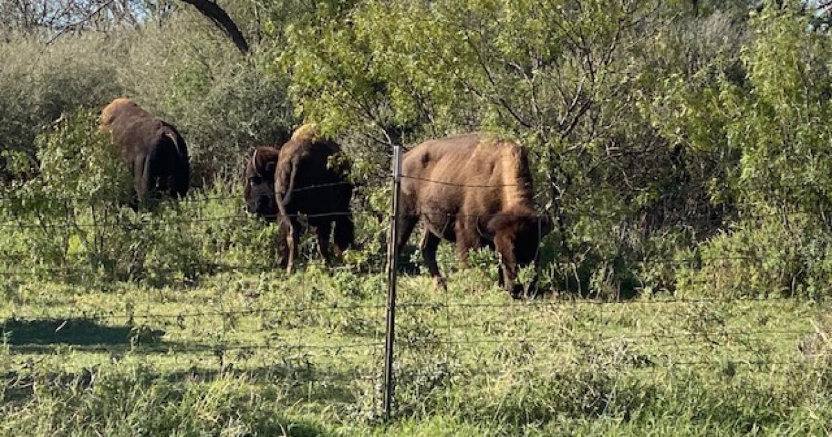 WATCH: Where the Buffalo Roam - Vimarsana News