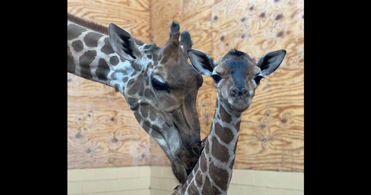 Abilene Zoo Mourns Unexpected Death of Giraffe Mom