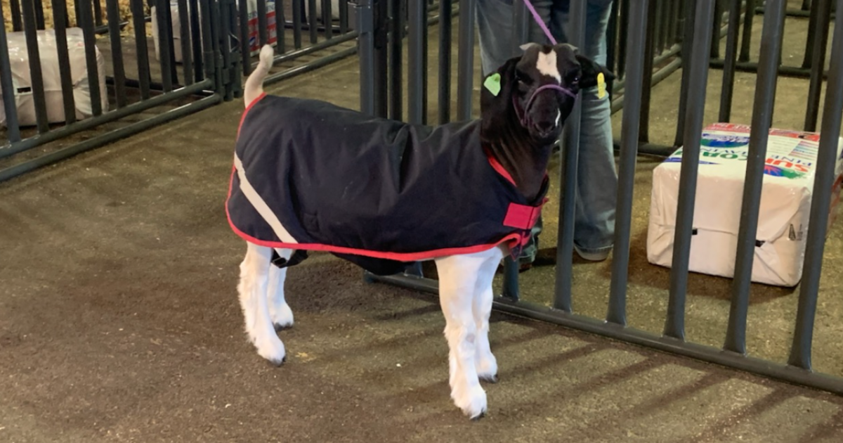 Complete Schedule for the 2021 San Angelo Jr. Livestock Show