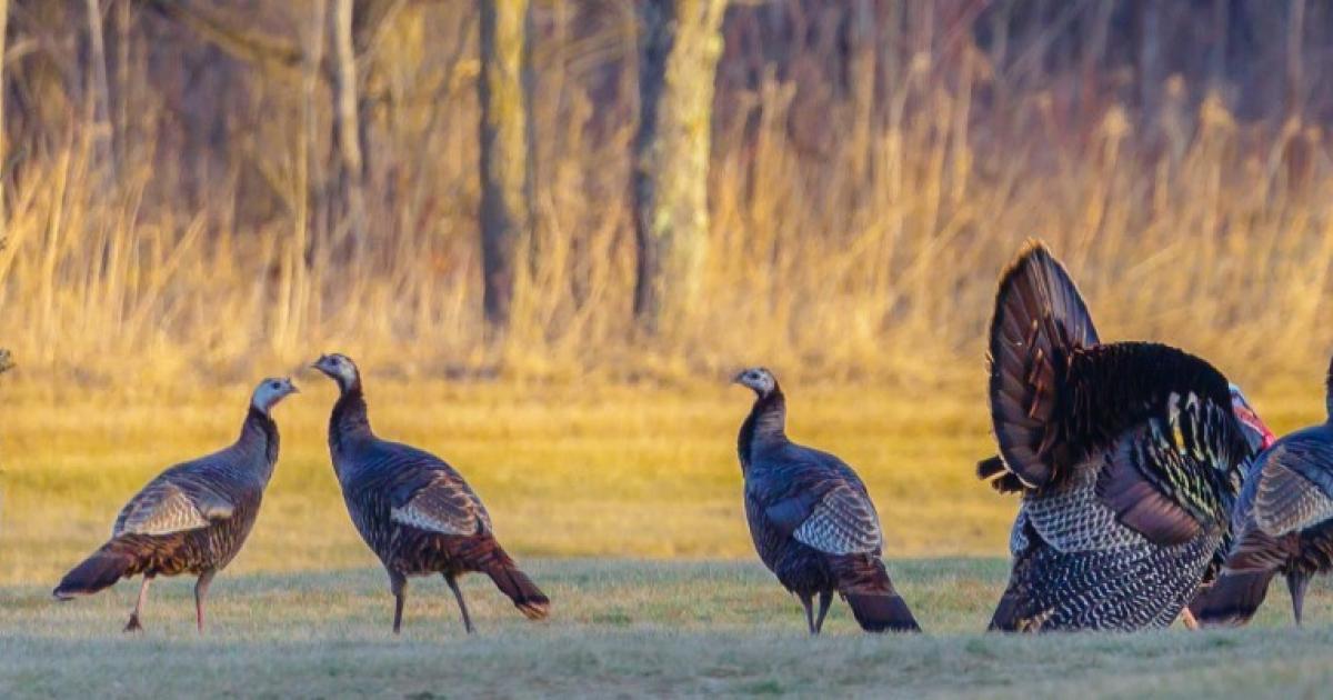 Solid Numbers Reported for Texas Spring Turkey Season