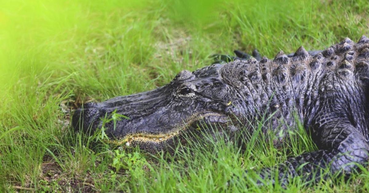 Albert the Alligator Facing Health Concerns