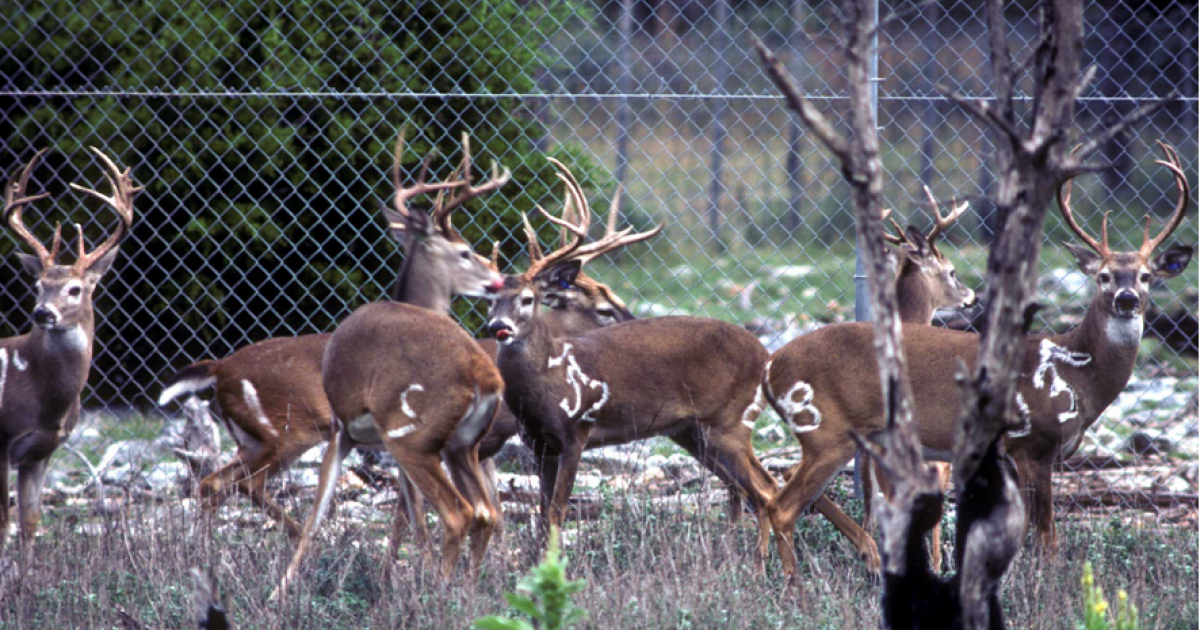 TPWD Killed All Deer at Kerrville Facility for No Reason