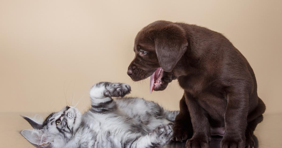 BREAKING City of San Angelo Relents on Draconian Animal Shelter Limits