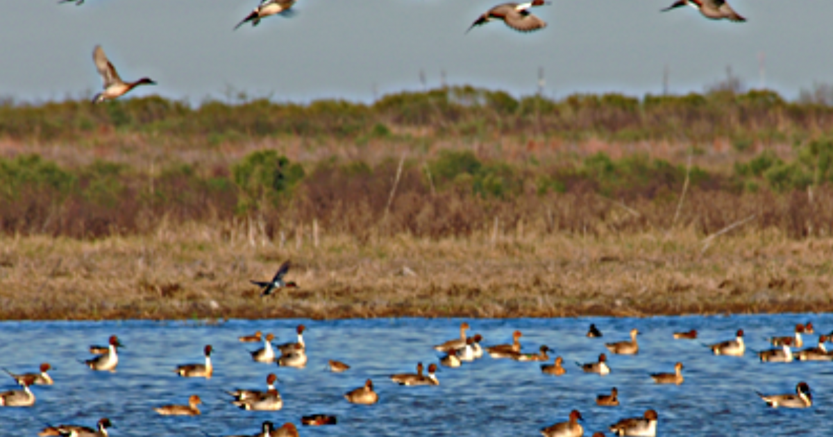 Wildlife Health Alert: Highly Pathogenic Avian Influenza Detected in ...