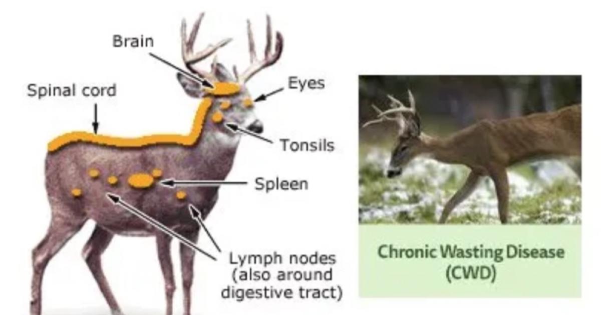 TPWD Deadly Chronic Wasting Disease Confirmed In The Concho Valley   Chronicwastingdiseasedeer 