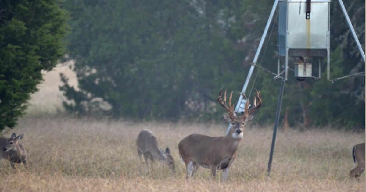 Drought Pushing Deer Closer to Feeders Heading into Hunting Season