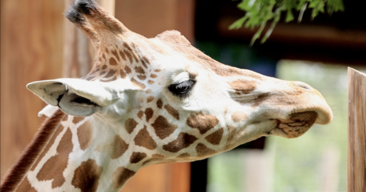 Abilene Zoo Holds Birthday Party for Kito the Giraffe