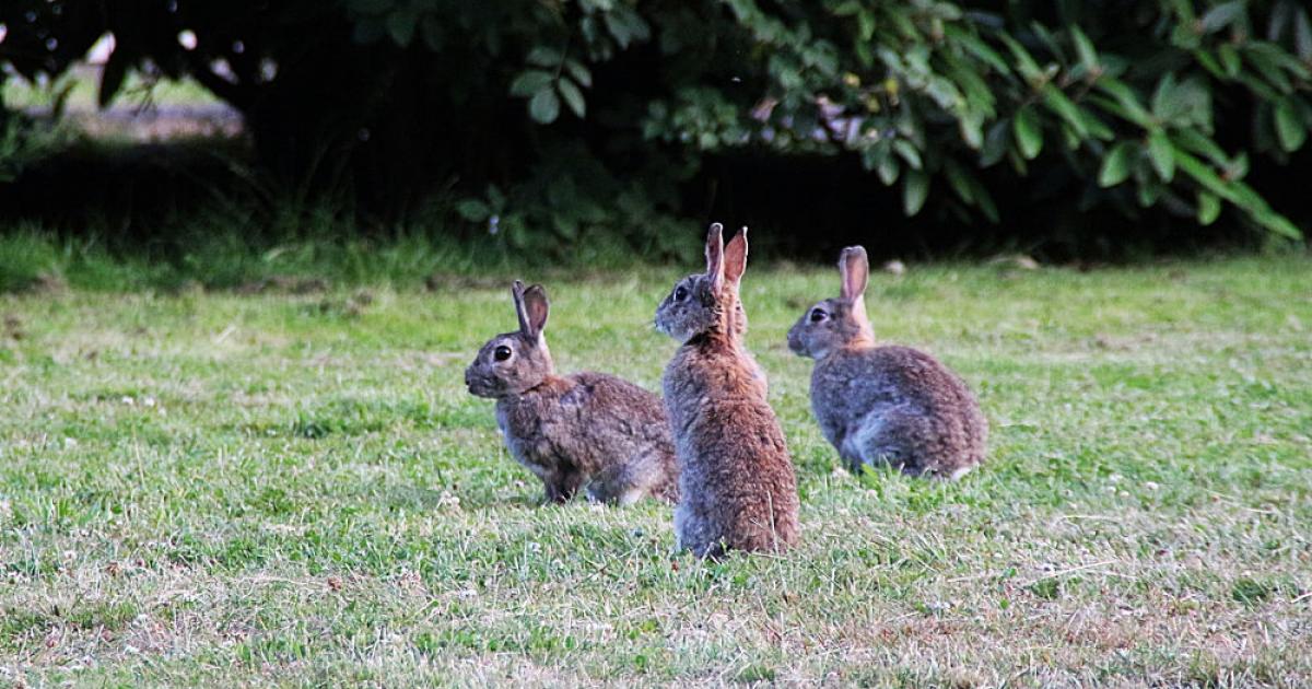 Highly Contagious Deadly Rabbit Disease Spreads To Ector County   Rabbits Forweb 