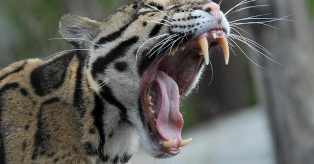 BREAKING: Leopard Escapes Habitat at the Dallas Zoo