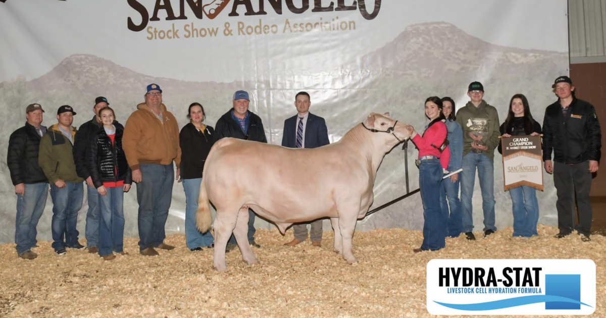The Champion Market Steers for the 2023 San Angelo Livestock Show