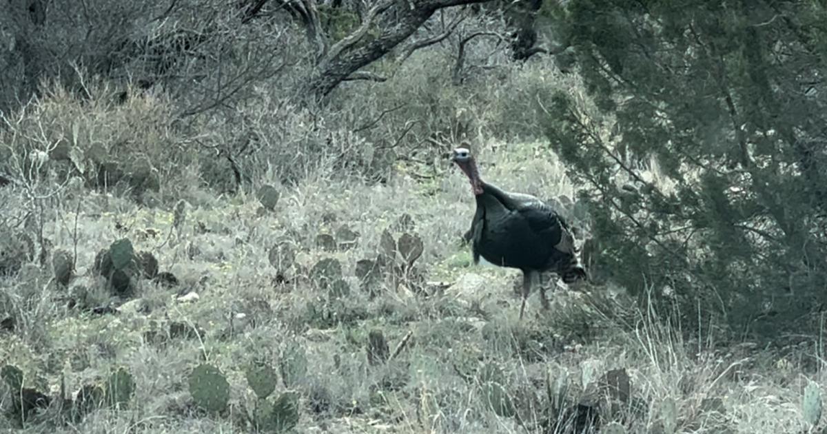 Ready for Texas Spring Turkey Season?