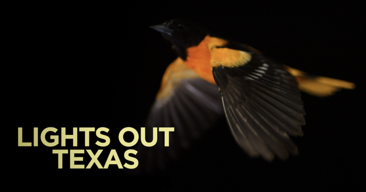 Here's How You Can Help Migrating Birds Now!