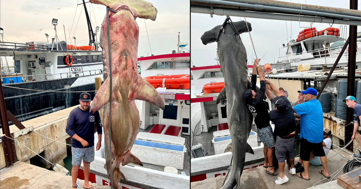 Huge Hammerhead Shark Hauled in on Padre Island