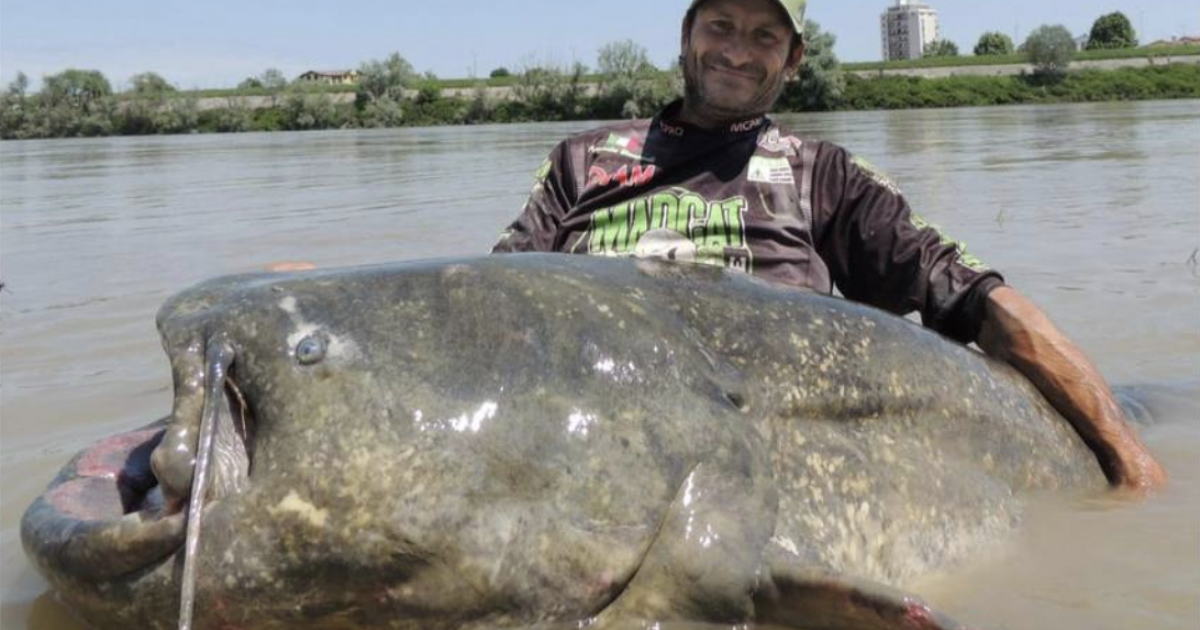 World Record Catfish Hauled In By Professional Angler   Screenshot 2023 06 07 At 11.43.27 Am 