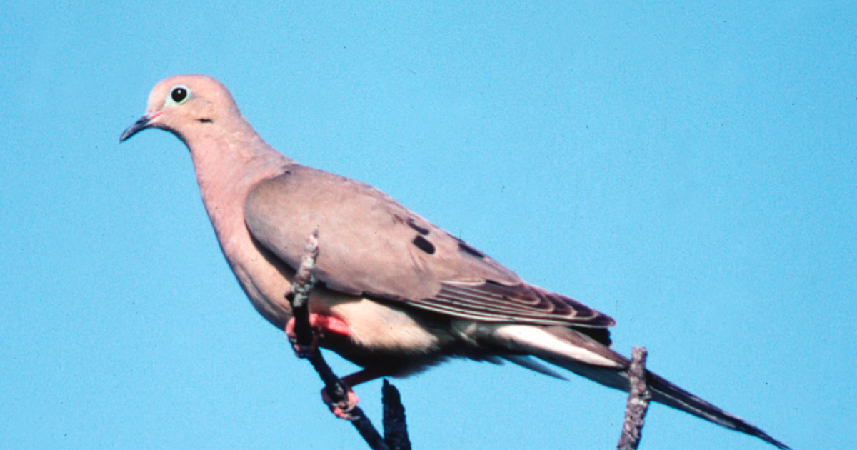 TPWD Record High Populations Heading into Dove Season '23
