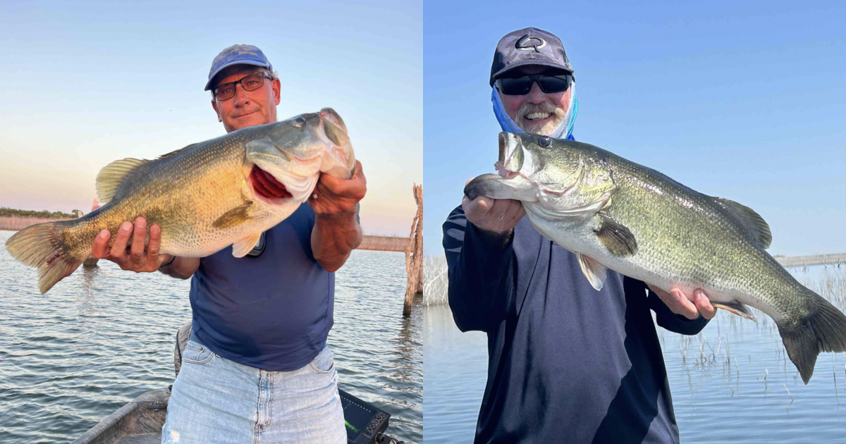 2 More ShareLunker Bass Hauled in at O.H. Ivie