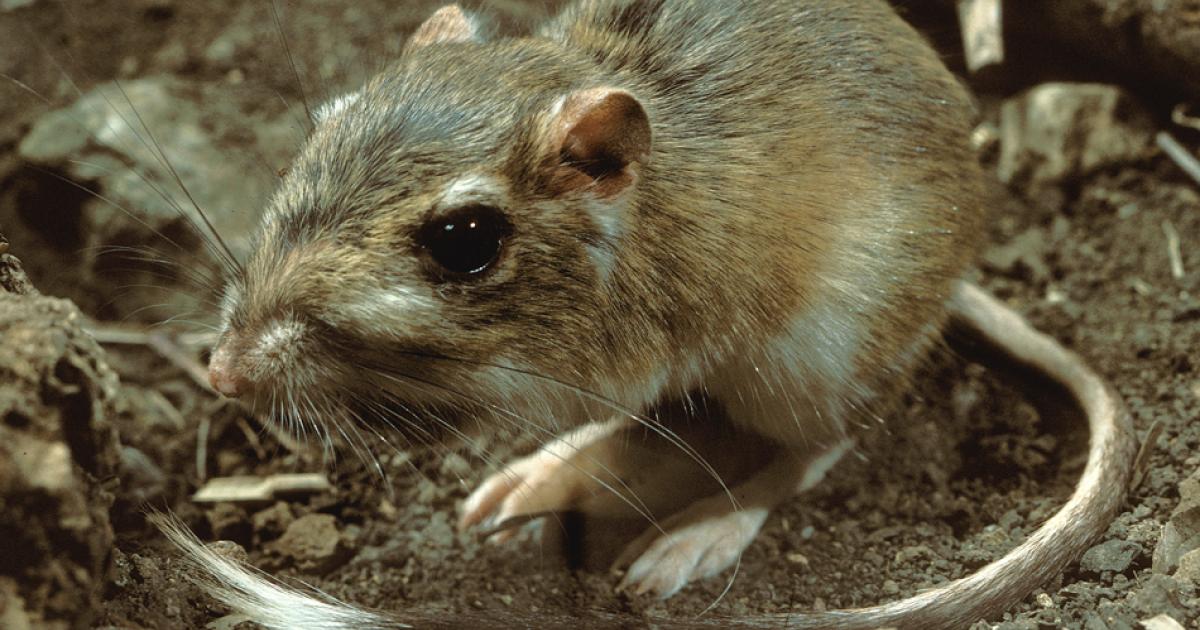 TPWD Helping Landowners Protect Endangered Kangaroo Rat