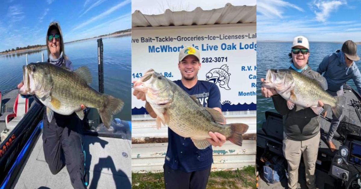 Big-Time Bass Entries in ShareLunker Program