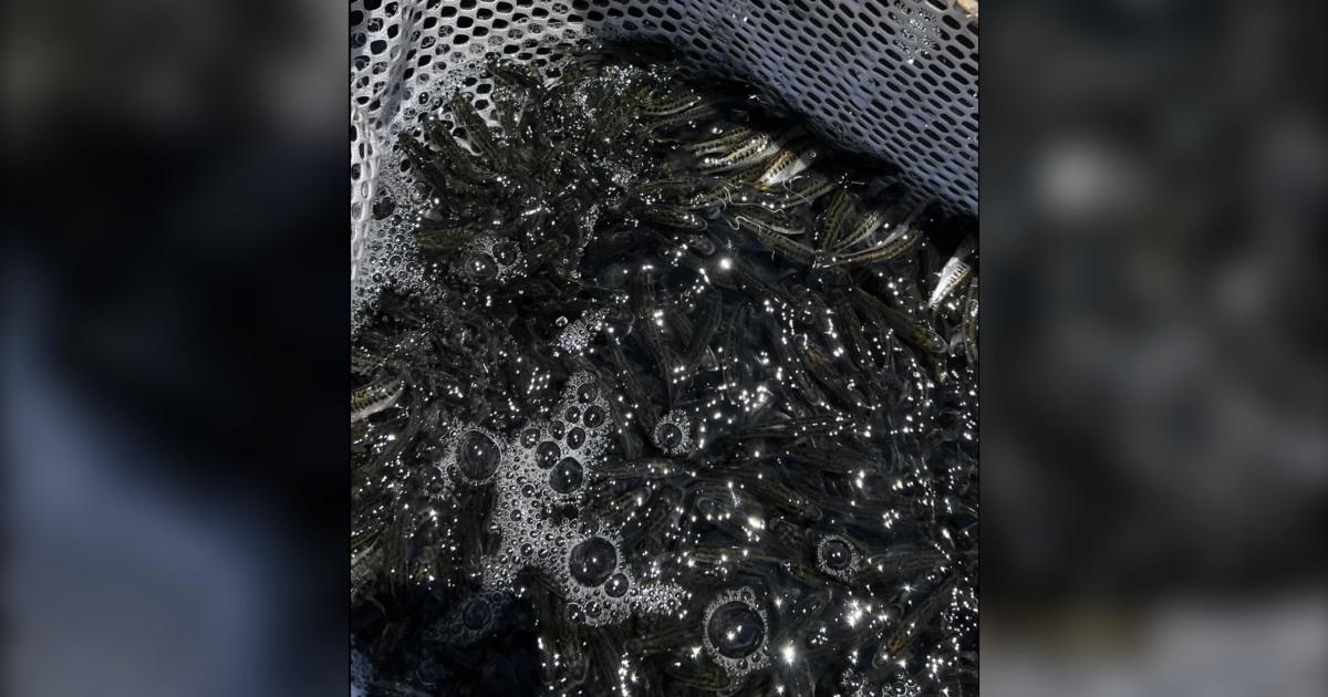 ShareLunker Finerlings Stocked in O.H. Ivie