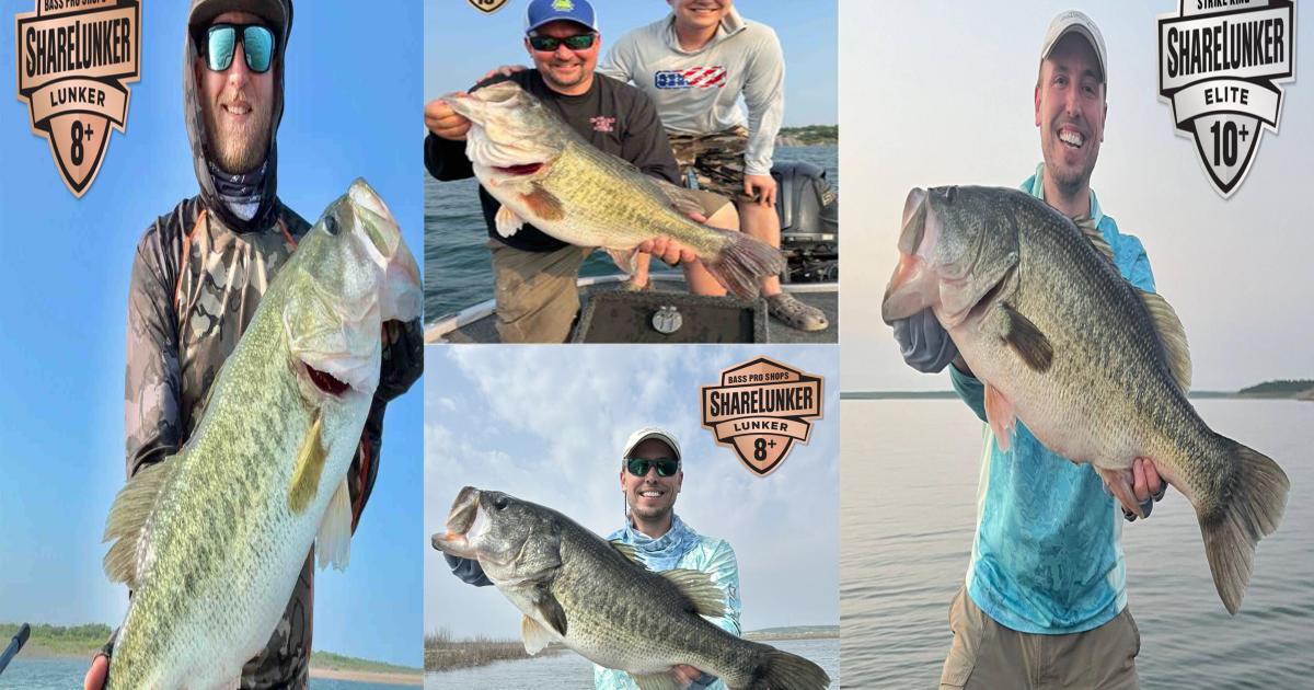 Anglers Reel in ShareLunkers From O.H. Ivie Reservoir
