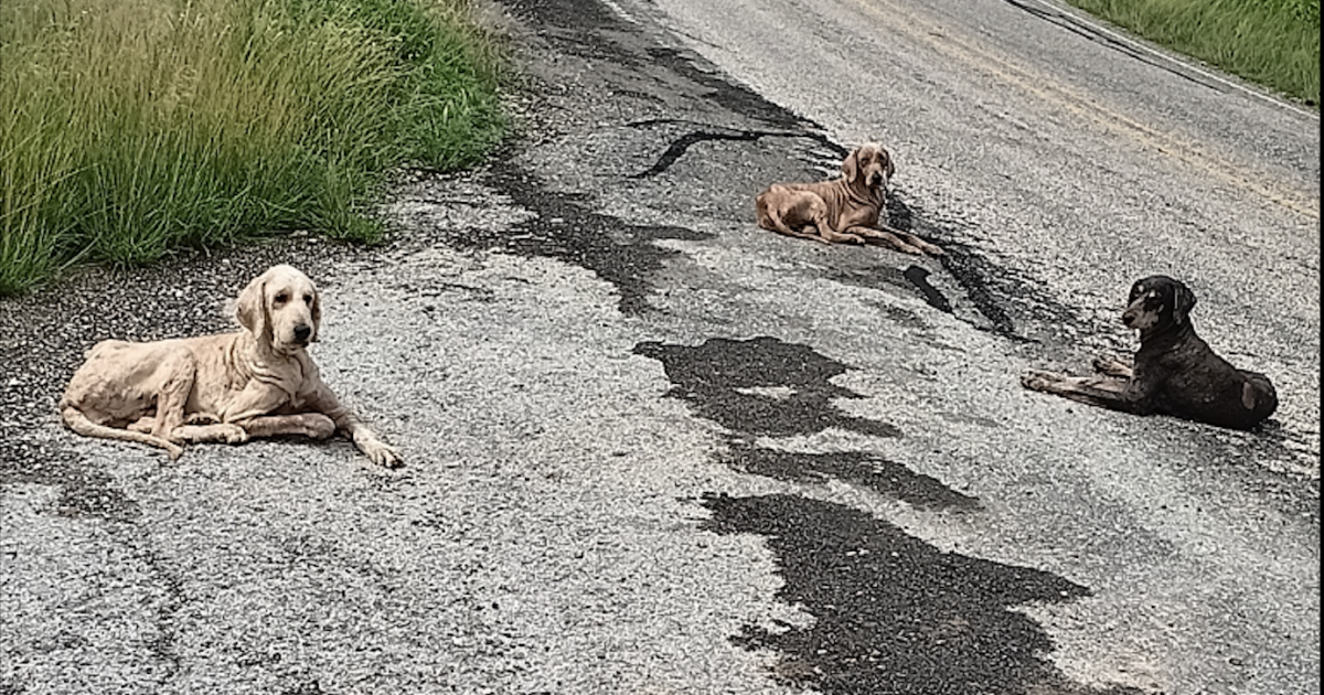 Menard County Sheriff’s Office Investigating After Dogs Abandoned