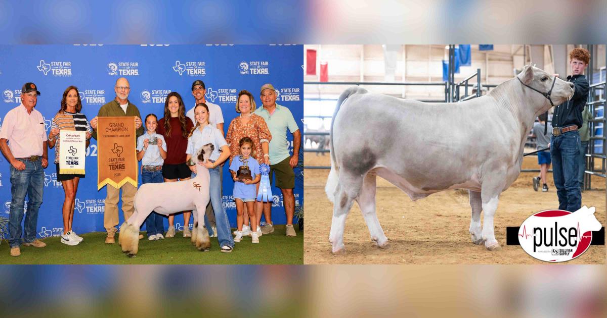 Wall Neighbors Bring Home State Fair Champions in Steer and Lamb