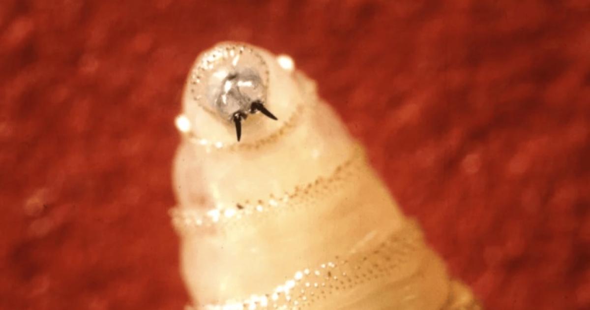 FDA Authorizes Emergency Use of Ivermectin to Fight New World Screwworm in Horses