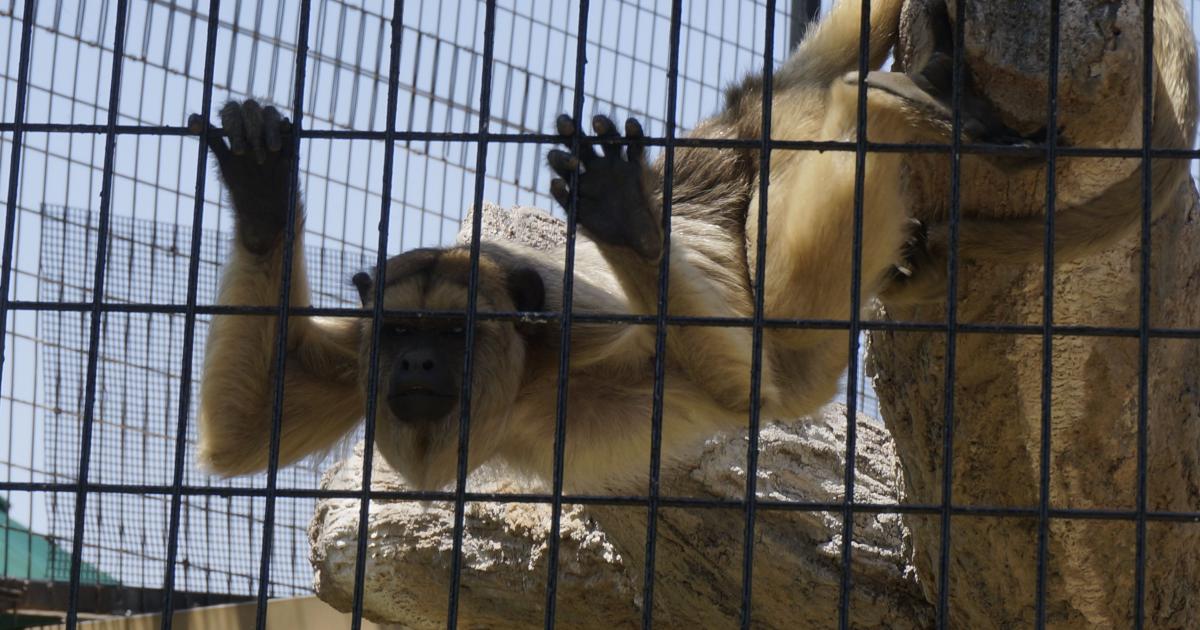 New Animals and New Exhibit at Abilene Zoo