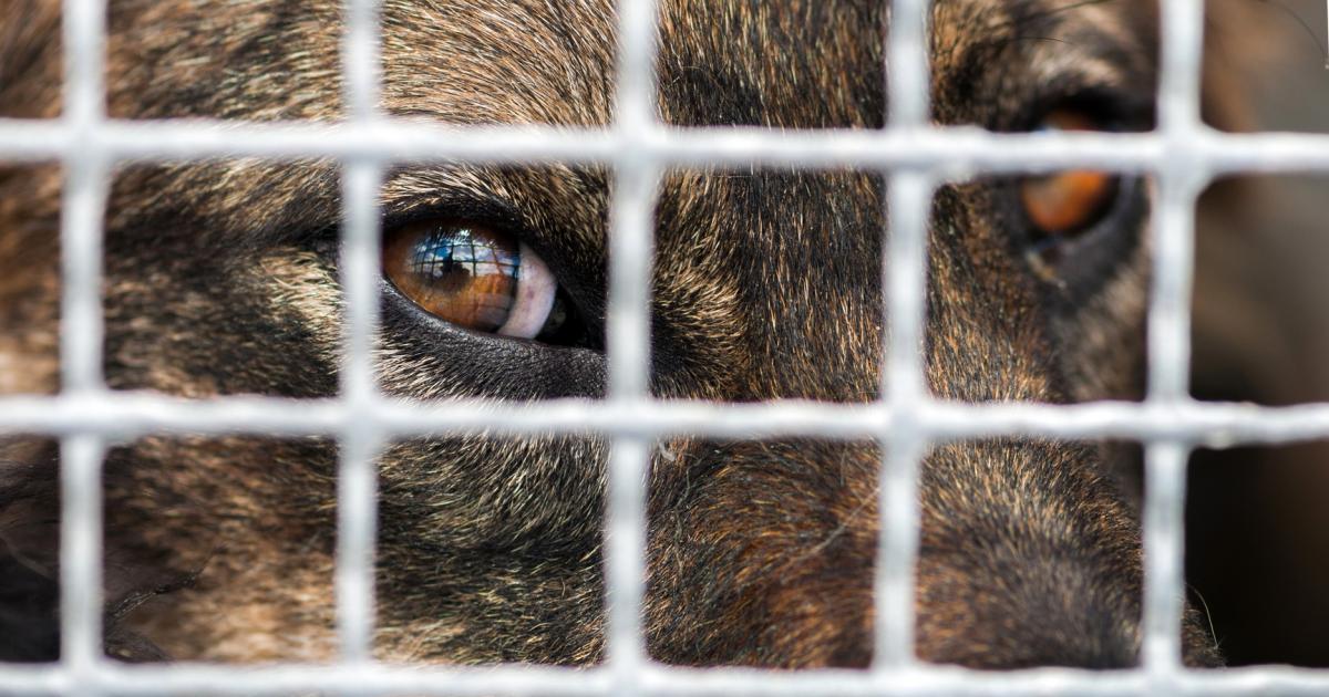 Shelter’s DropOff Kennels to Close Indefinitely on Friday