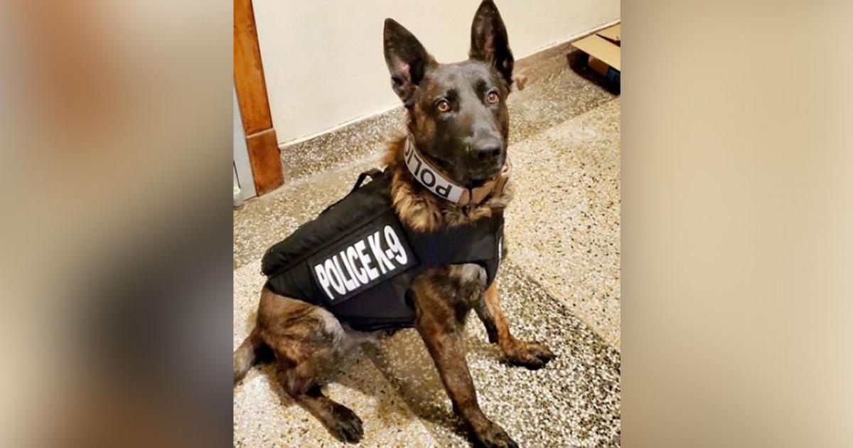 Ballinger Police Department’s K9 Titan Receives Donation of Body Armor