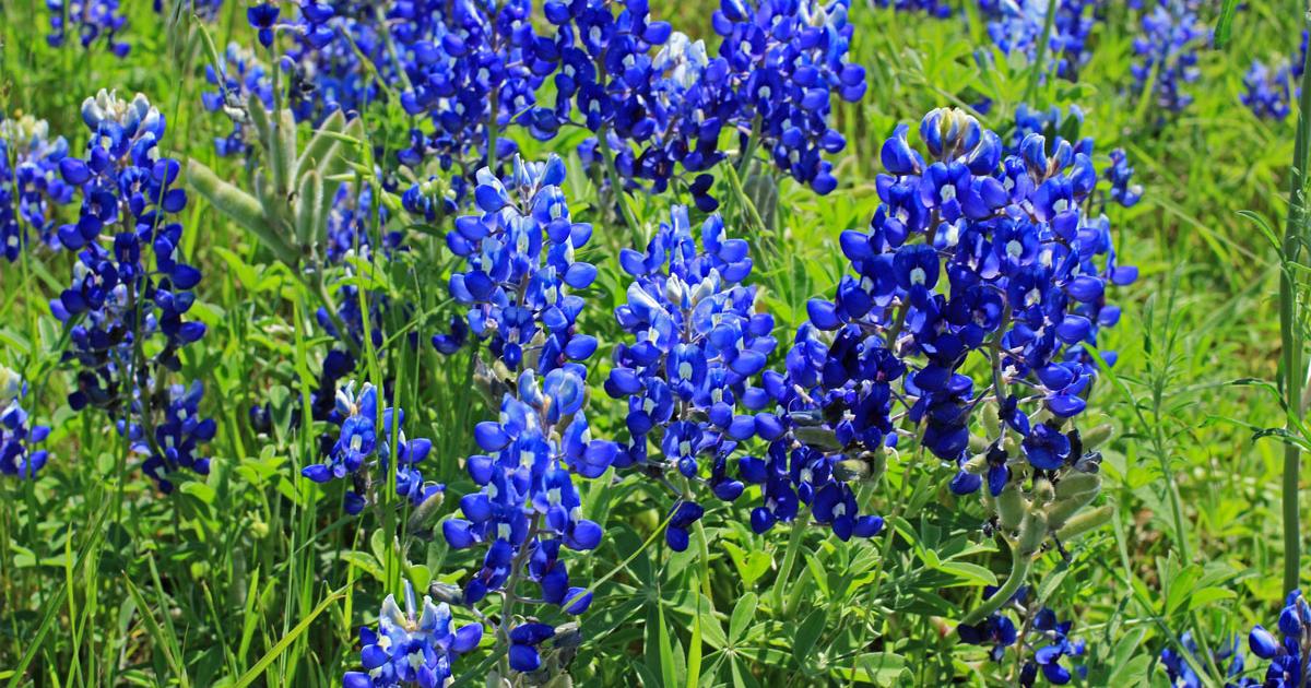 When and Where Will the Bluebonnets Bloom?