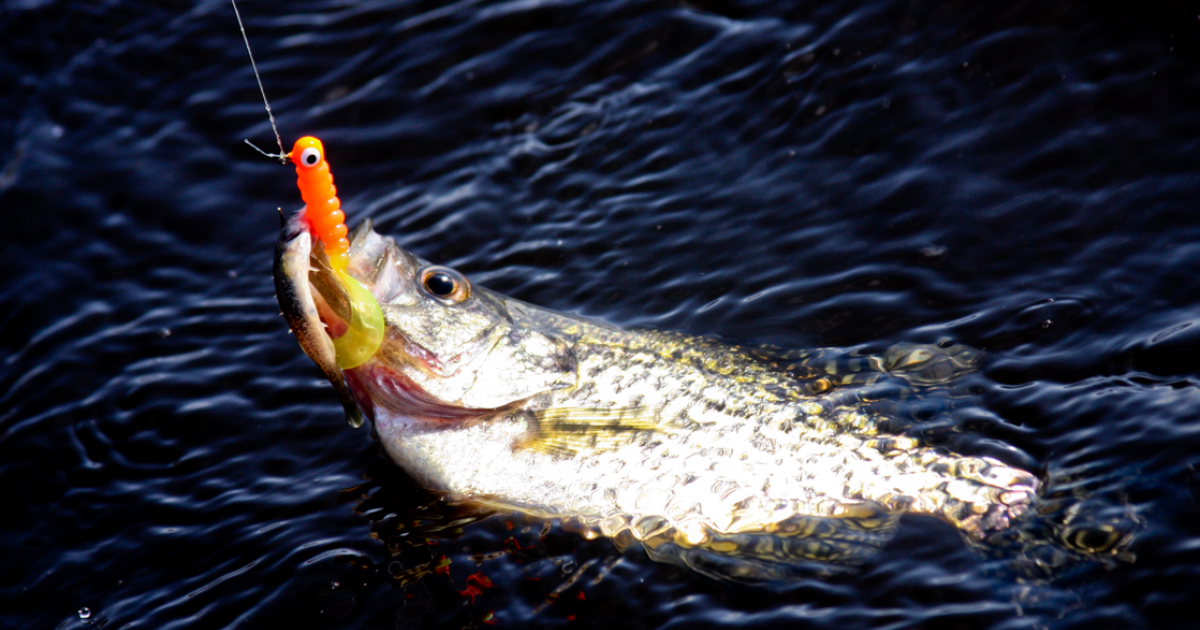 Twin Buttes a Great Place to Catch This Species of Fish