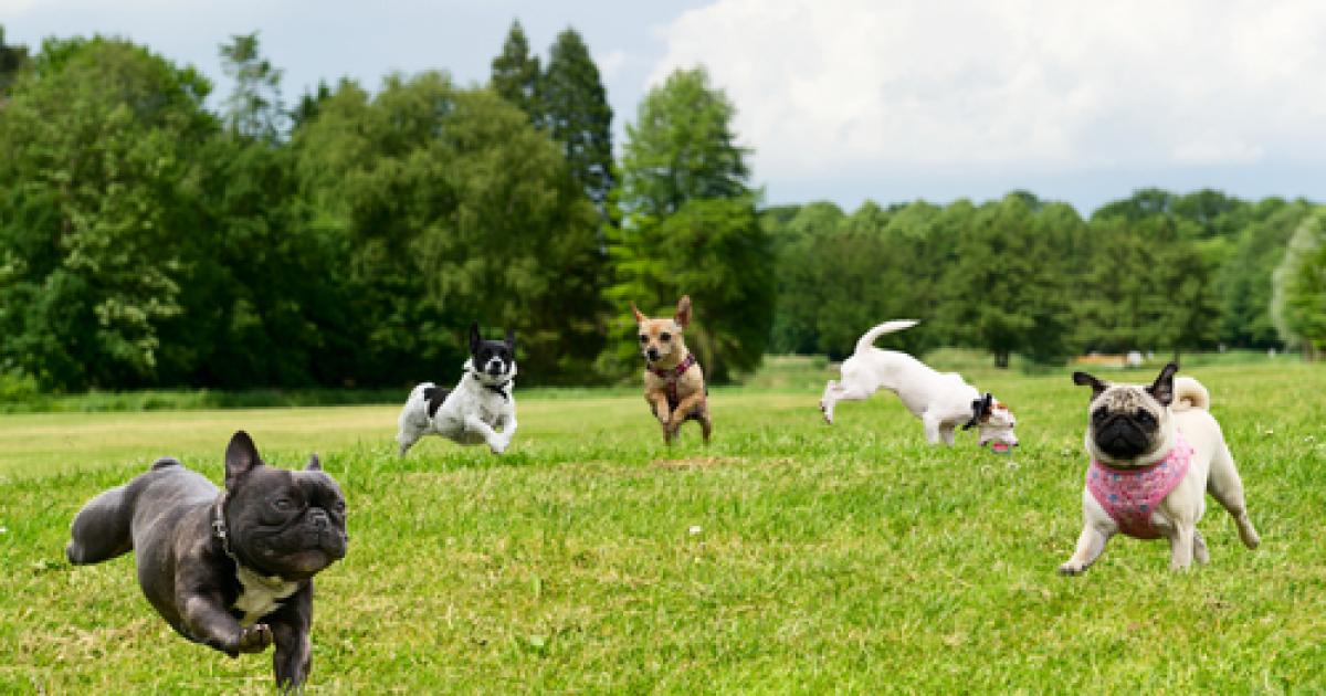 Brownwood Dog Park Coming Soon