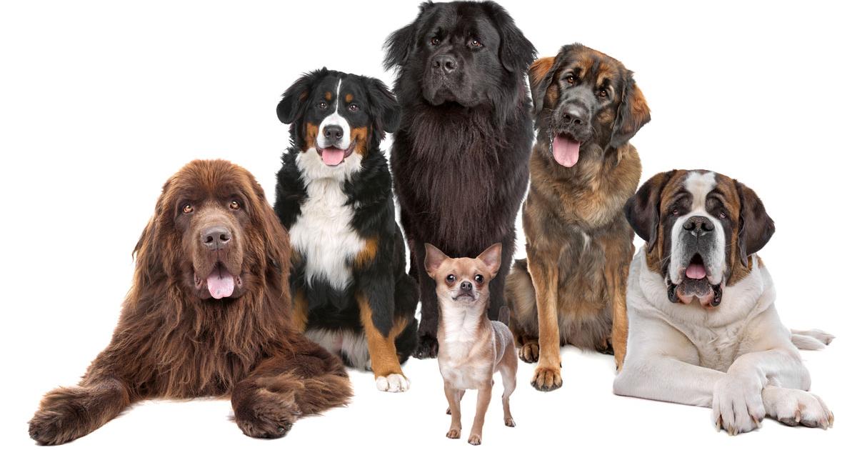 San Angelo's Animal Shelter Opens Kennels to Public