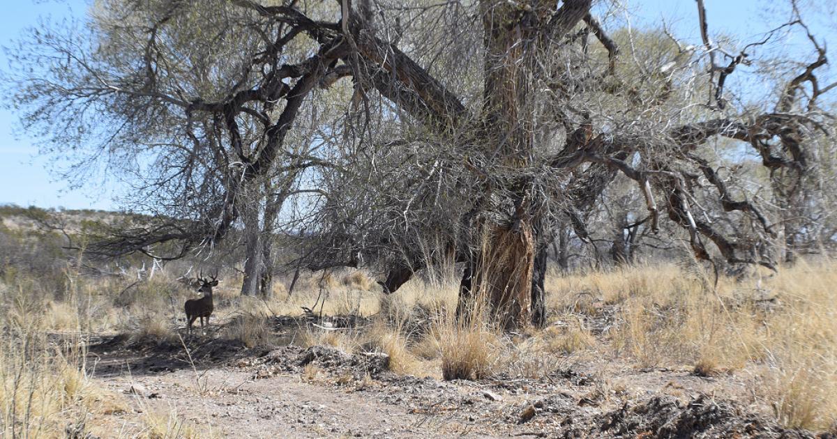 Ever Wanted to Own a Ranch? See This Week's Real Estate Guide